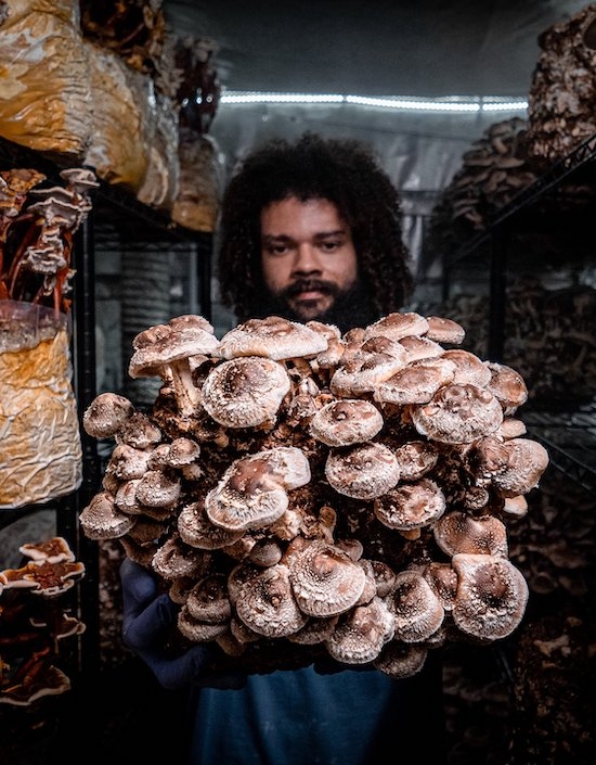 Számos gombafajnak van pozitív hatás az egészségre. Merüljünk most el a gombák világában egy kicsit
